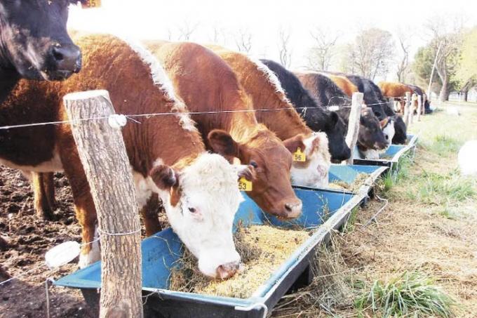 La falta de maíz suma otro problema para la producción de carne