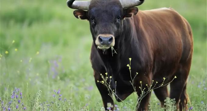 Argentina exportará semen bovino a la Unión Económica Euroasiática