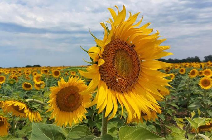 Girasol la siembra ya cubre el 48,2% del área proyectada