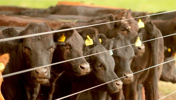 Brusca caída de los precios de la hacienda en pie a lo largo de octubre