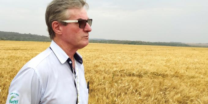 ¿Por qué triunfa el agro brasileño? Desde un campo de trigo de 90 quintales, el agrónomo Claudio Malisnki confirma que “El Cerrado es el granero de Brasil”