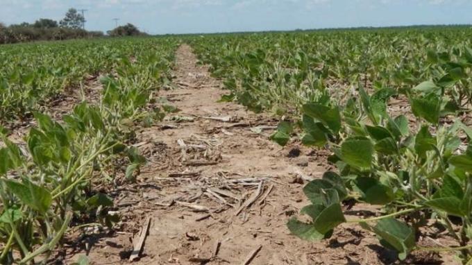 Histórico el retraso en la siembra soja es del 45% y alertan por una drástica caída en la inversión del cultivo