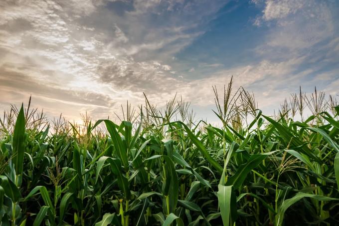 El peor escenario en la zona agrícola núcleo desde la aparición de la siembra directa