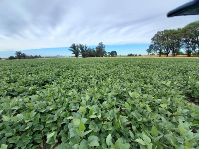 Crece la preocupación entre los proveedores de fertilizantes fosfatados ante el enorme retraso de la siembra de soja