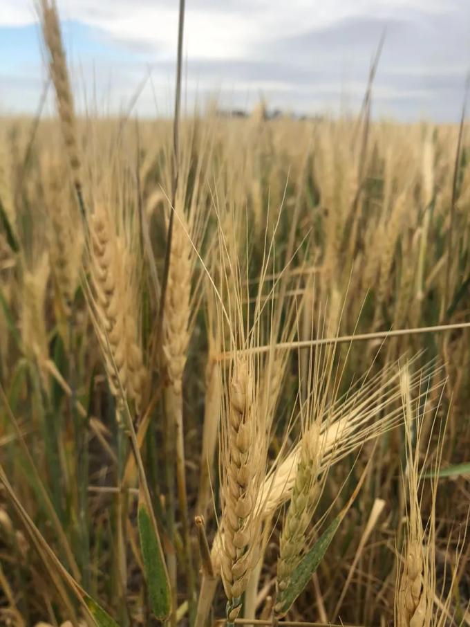 Las ventas de trigo nuevo en septiembre y octubre son las más bajas de la década
