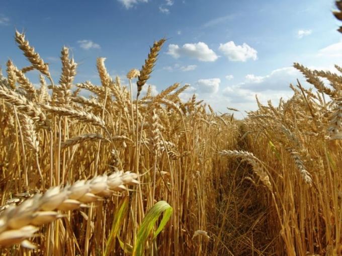 Buenos Aires y La Pampa, con mayor superficie de trigo en condiciones normales a buenas