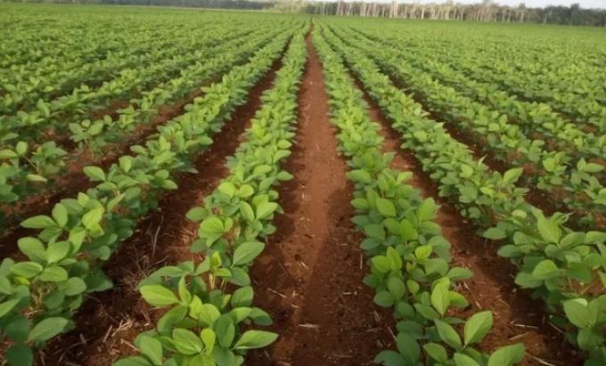 Lento inicio de la siembra de soja en Santa Fe por falta de humedad en los suelos