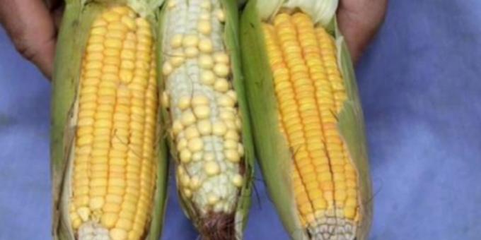 Alerta para el segundo trimestre de 2023: La oferta brasileña de maíz temprano tampoco será abundante
