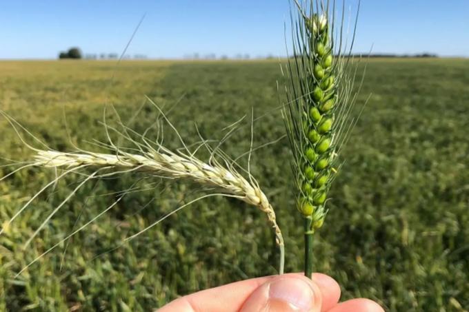 Derrumbe la Argentina tendrá casi la mitad del trigo que el año pasado y una millonaria pérdida