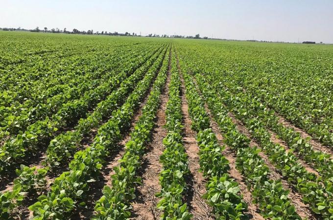 Caería el área sembrada con soja en Entre Ríos