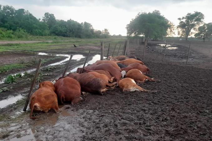 Horror en Formosa un rayo fulminó a 65 terneros dentro de un corral