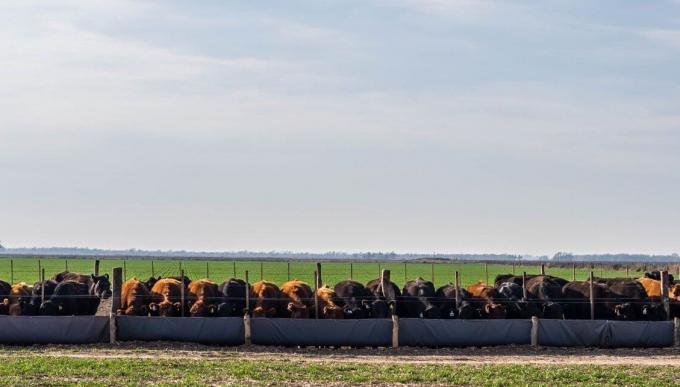 Engorde fast por sequía, altos costos y precio planchado, la hacienda está 50 días menos en el feedlot