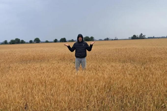 Con la suerte echada para el trigo tras las lluvias se reactivará la siembra de soja