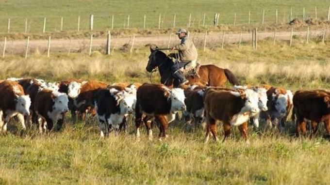 La intensificación en ganadería vacuna es la clave para lograr más calidad y kilos de carne