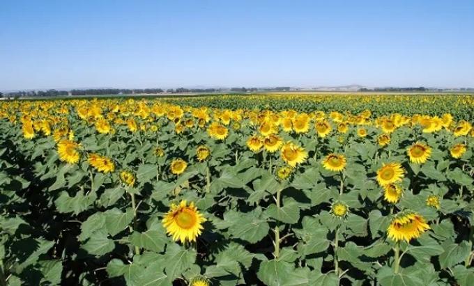 En Bahía Blanca avanza la siembra de girasol