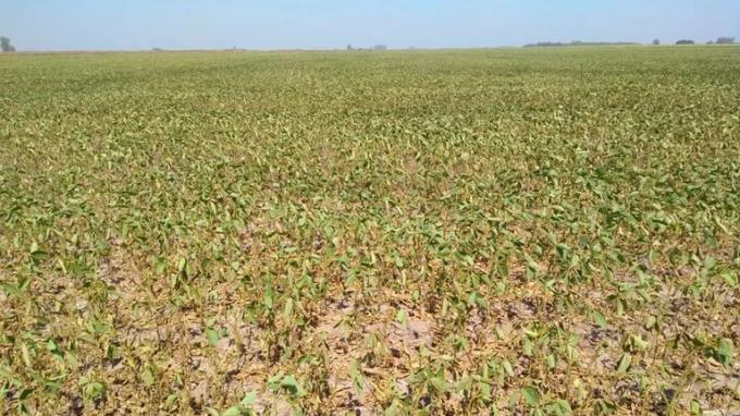  Las lluvias de los últimos días solo alcanzarán para reanudar las siembras pero la Niña seguirá jorobando hasta febrero