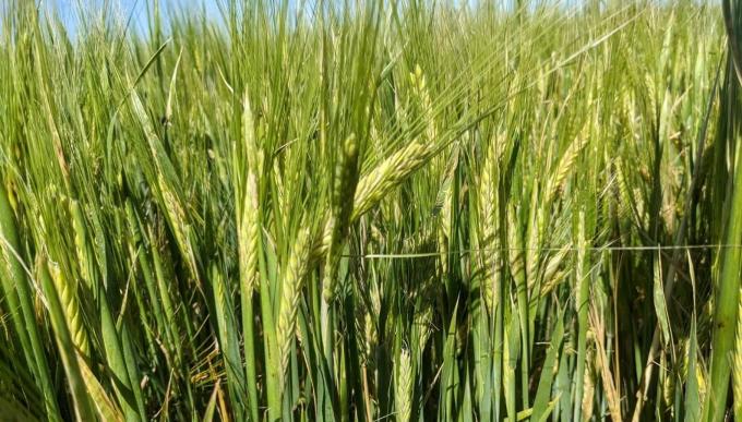 La cebada tampoco frena su caída: perdió otras 200.000 toneladas por las heladas tardías