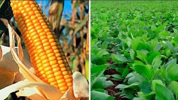Maíz y soja la cosecha es la más baja en 22 años