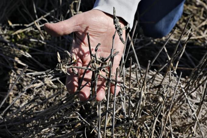 Inminente desastre el campo de Santa Fe hizo una larga lista de pedidos a Omar Perotti por la sequía