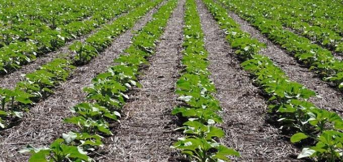 Girasol mejoraron los perfiles y casi 90% de los cultivos están en buen estado
