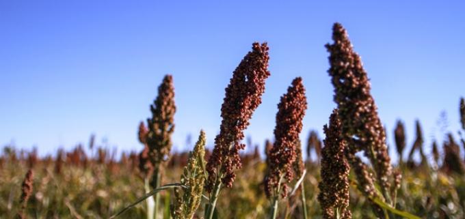 La siembra de sorgo va firme en Entre Ríos y Santa Fe