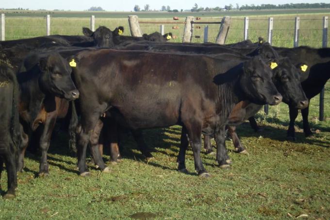 Una técnica permite afrontar lo peor de la sequía para las vacas
