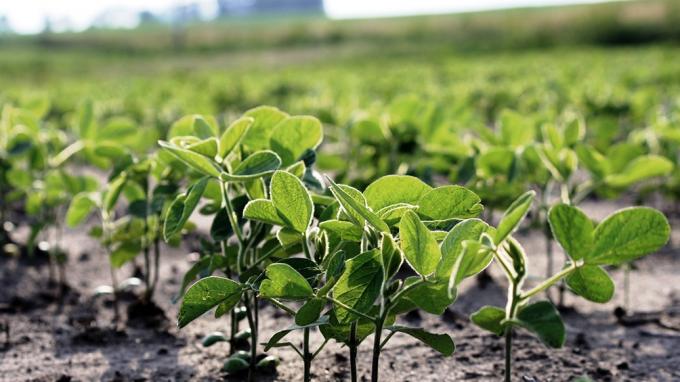 La siembra de soja necesita que lluevan 100 milímetros en diciembre