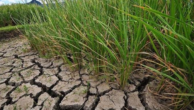 Sequía: Más de 6 millones de hectáreas siguen complicadas en Buenos Aires