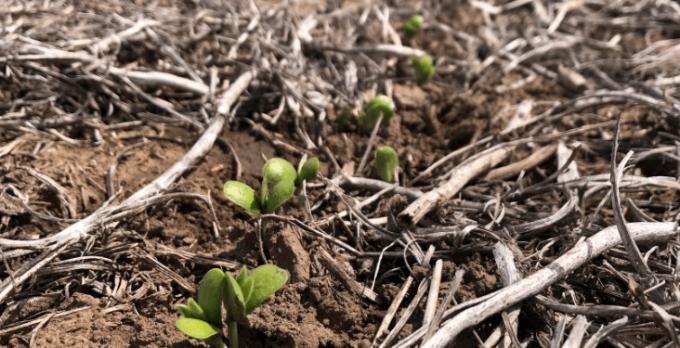El cultivo de soja está colapsando en la principal región productiva argentina