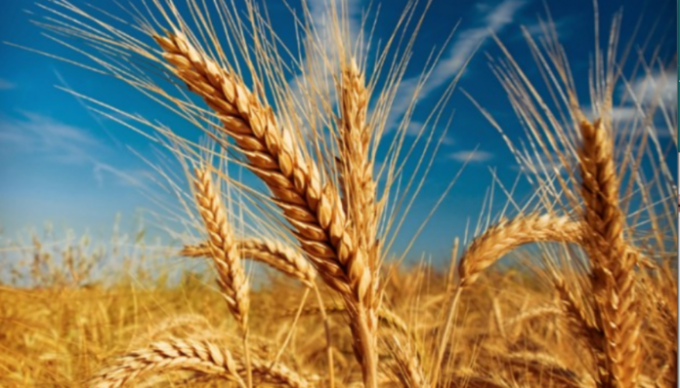 Trigo: restablecimiento del balance mundial del cereal