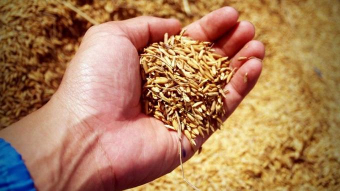 México autorizó la compra a la Argentina de un arroz forrajero