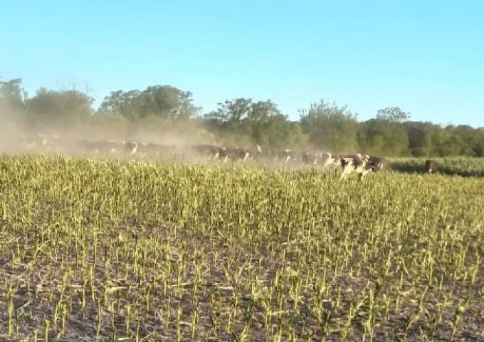 Desastre climático Productores optan por pastorear lotes de maíz antes de que la sequía los termine de liquidar