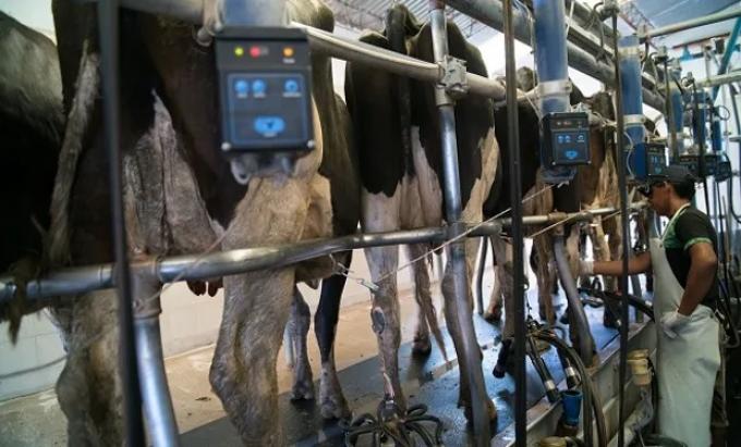 Semáforo Lechero un sistema permite estar alertas a todo lo que pasa en el tambo