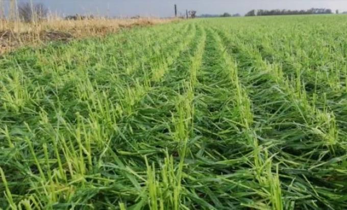 Lo que faltaba Una granizada golpeó al cultivo de trigo en un sector del sudeste bonaerense