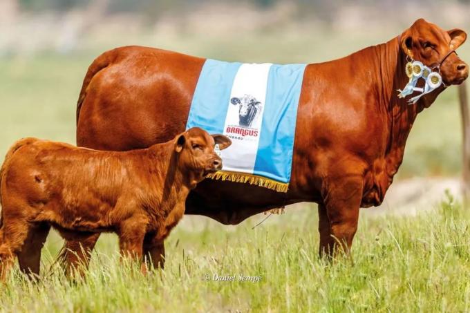 Una firma paraguaya pagó $10,5 millones por un tercio de una vaca argentina