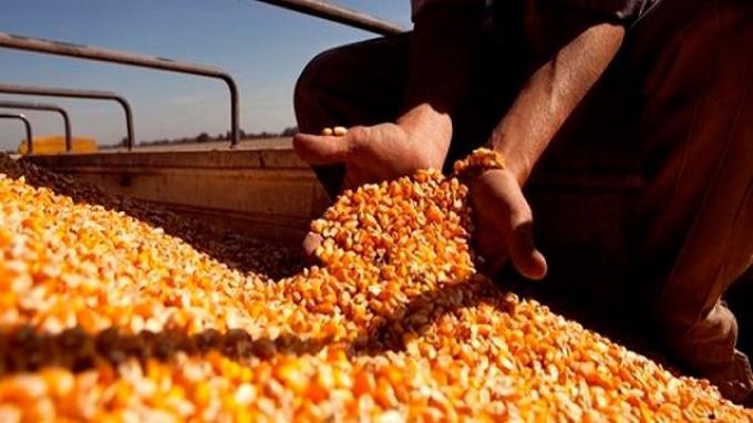 Por la sequía el Gobierno prorrogó por 180 días exportaciones de maíz