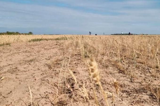 La sequía trituró la cosecha boliviana de trigo y productores piden al gobierno que apruebe el evento HB4