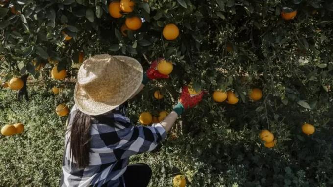En 2023 faltarán naranjas y están en riesgo los duraznos
