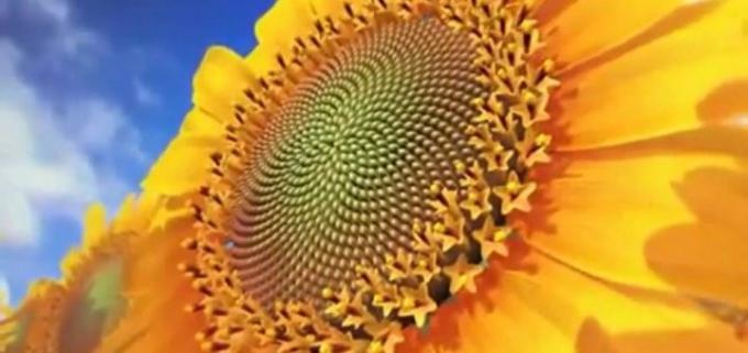 Finalizó la siembra de girasol con 2 mill/ha incorporadas