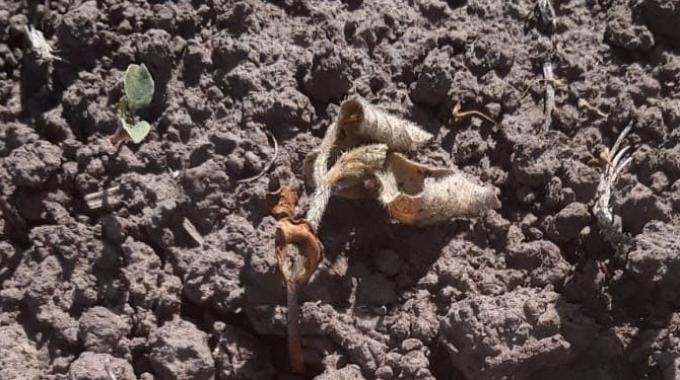 Muerte de plántulas de soja, floración anticipada y hasta síntomas de fitotoxicidad en las zonas afectadas por sequía de la región núcleo pampeana