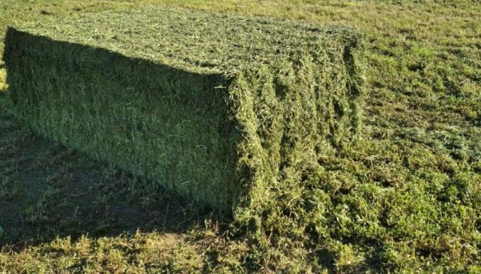 En noviembre, el maíz pisingallo y la alfalfa tuvieron mejores números que los “grandes” del agro