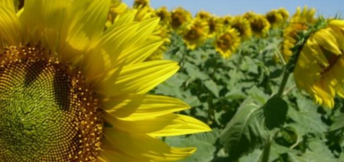 Se conoció el ganador del primer lote de girasol de la cosecha 2022/23