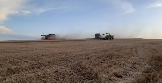 El trigo en muchos zonas terminó siendo un cultivo de servicio, pero aún tiene repechaje comercial