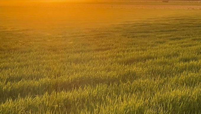Ante la sequía, el arroz entrerriano tiene riego permanente y se disparan los costos