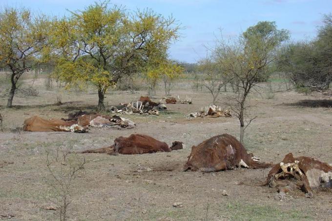Desesperado pedido para que abran compuertas y llegue agua