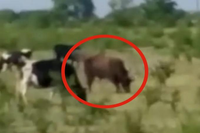 Conmoción por la muerte de un dirigente rural y de Pro atacado por un toro