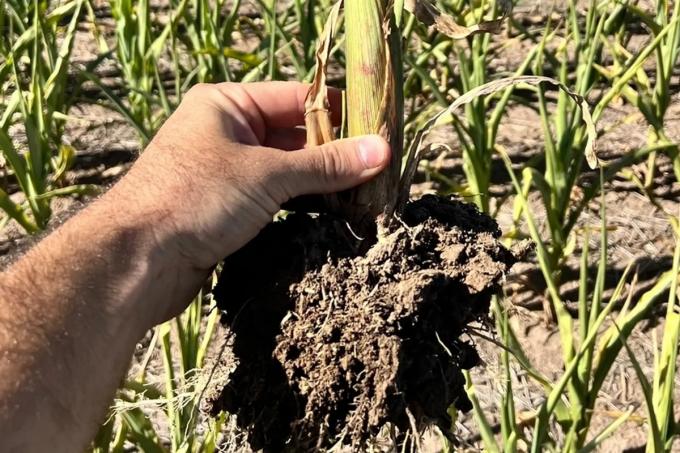 Córdoba: así se vive una de las peores campañas desde que se hace agricultura