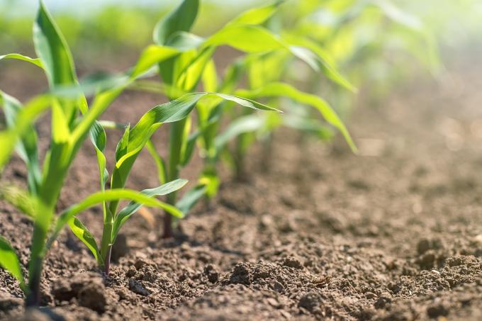 Siembra de maíz: dónde poner el ojo según el ambiente y qué estrategias aplicar para cuidar el rinde