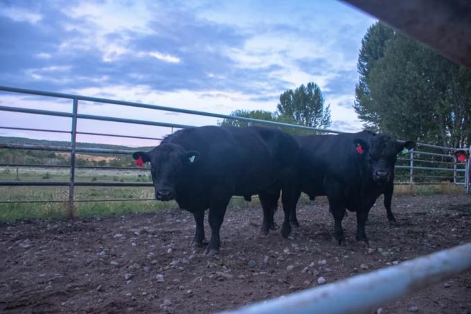 Histórico: se concretó la primera exportación de bovinos en pie con destino a Chile