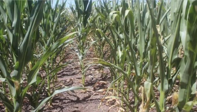 Soja y maíz sofocados: las pocas lluvias que se pronostican están lejos de la región pampeana
